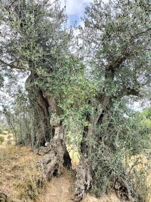 Casa Borlas Bierge Εξωτερικό φωτογραφία